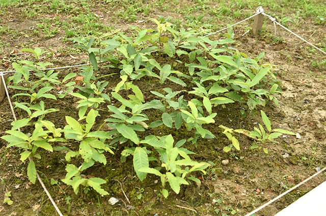 家族でどんぐりを植える